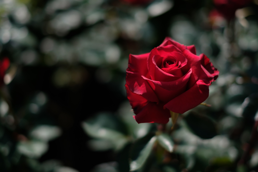 rose5