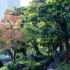 緑と赤と