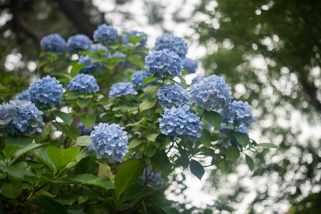 紫陽花＿現像で露光上げ