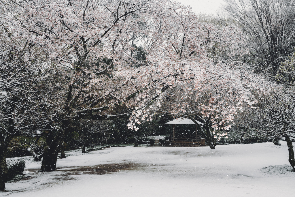 今日の桜3
