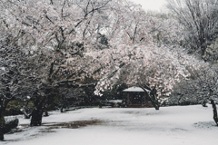 今日の桜3
