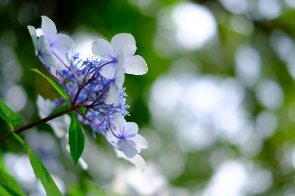 紫陽花を見上げてみた