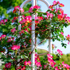rose3