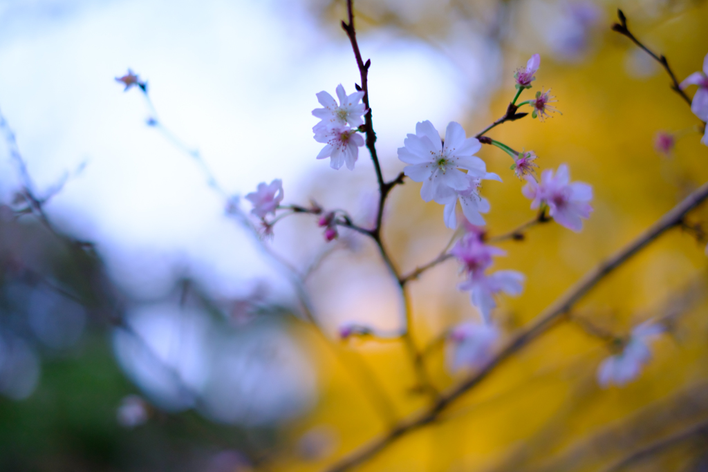 上野公園にて1