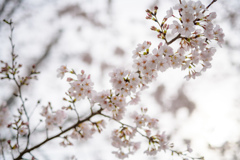 sakura