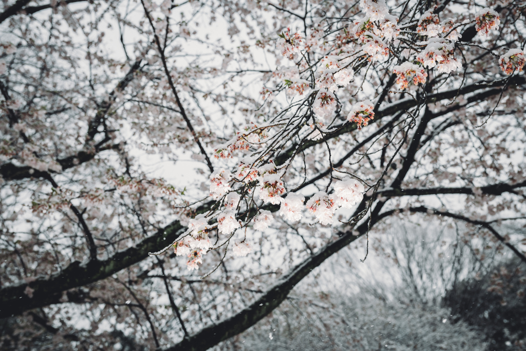 今日の桜4