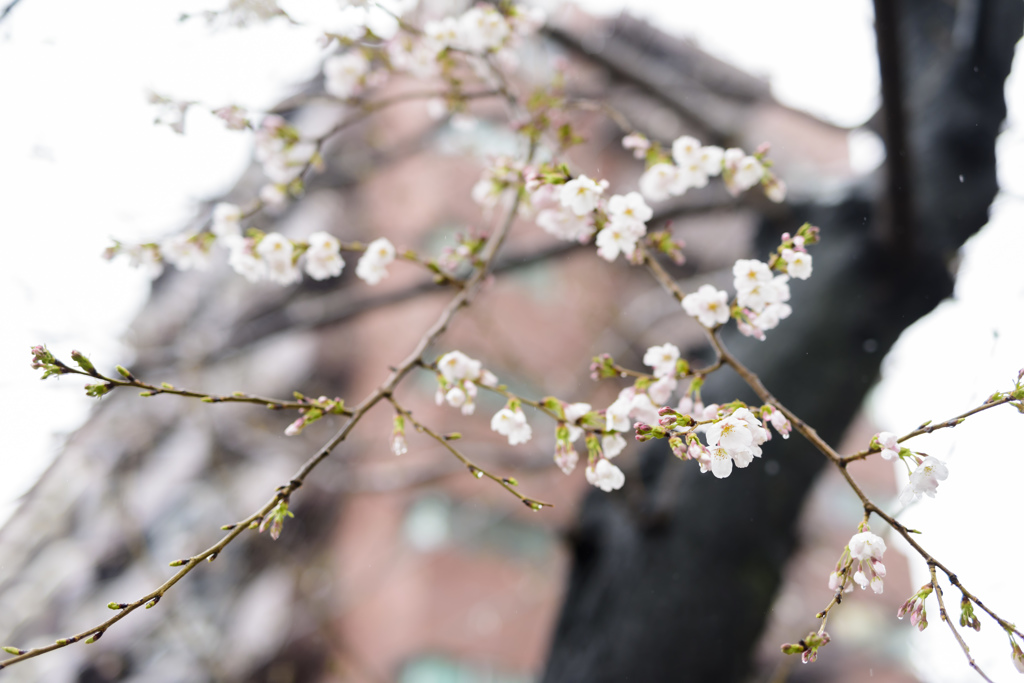 桜も咲き始め。