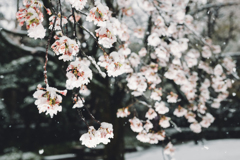 今日の桜2