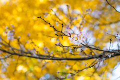 終わりかけの十月桜