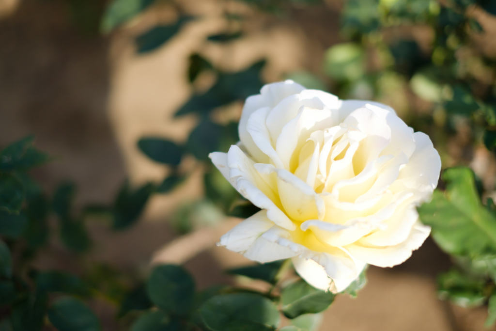 rose4