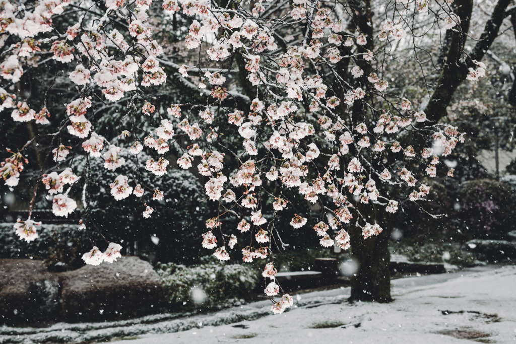 今日の桜1