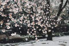 今日の桜1
