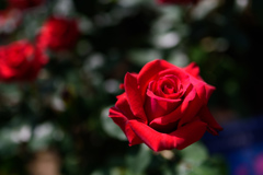 rose