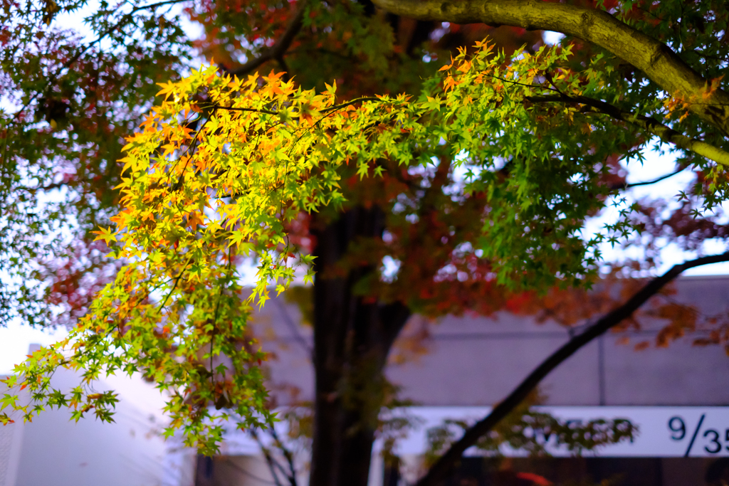 上野公園にて4