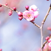梅花