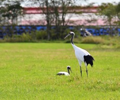 その辺にいた