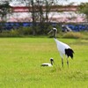 その辺にいた