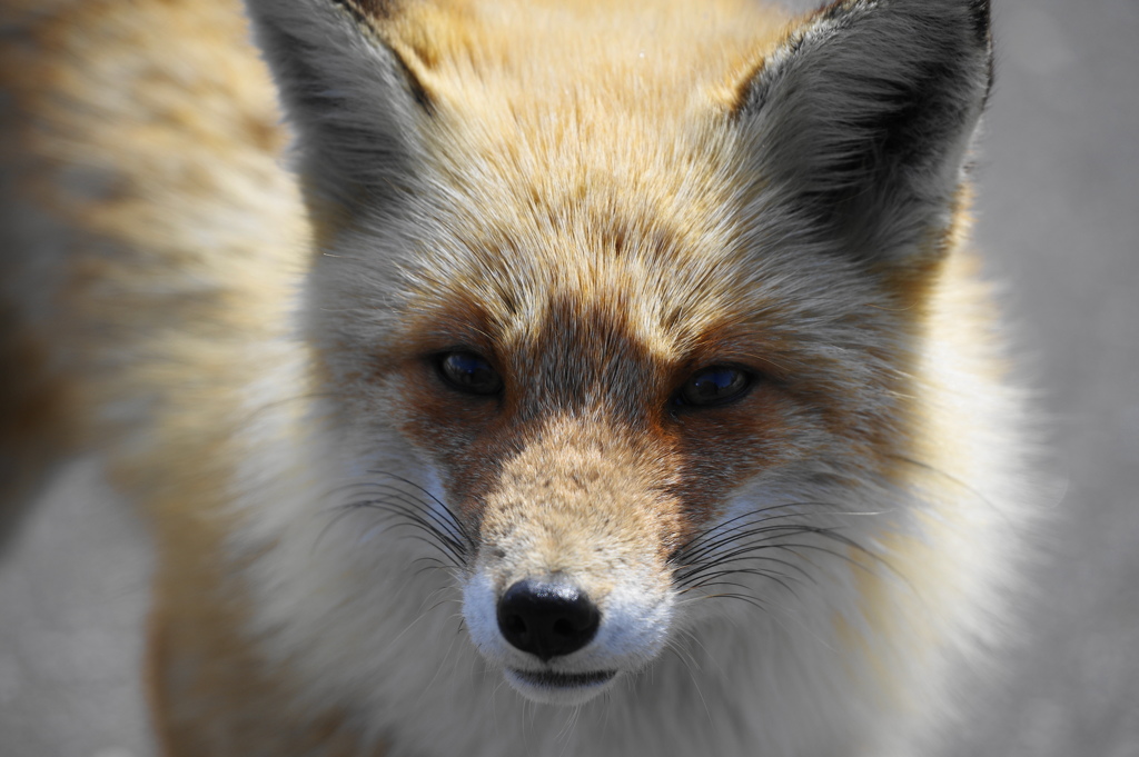 野生のキツネ