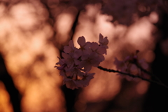 黄昏 桜