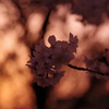 黄昏 桜
