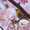 桜とメジロ