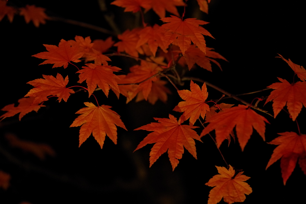 紅葉ライトアップ！