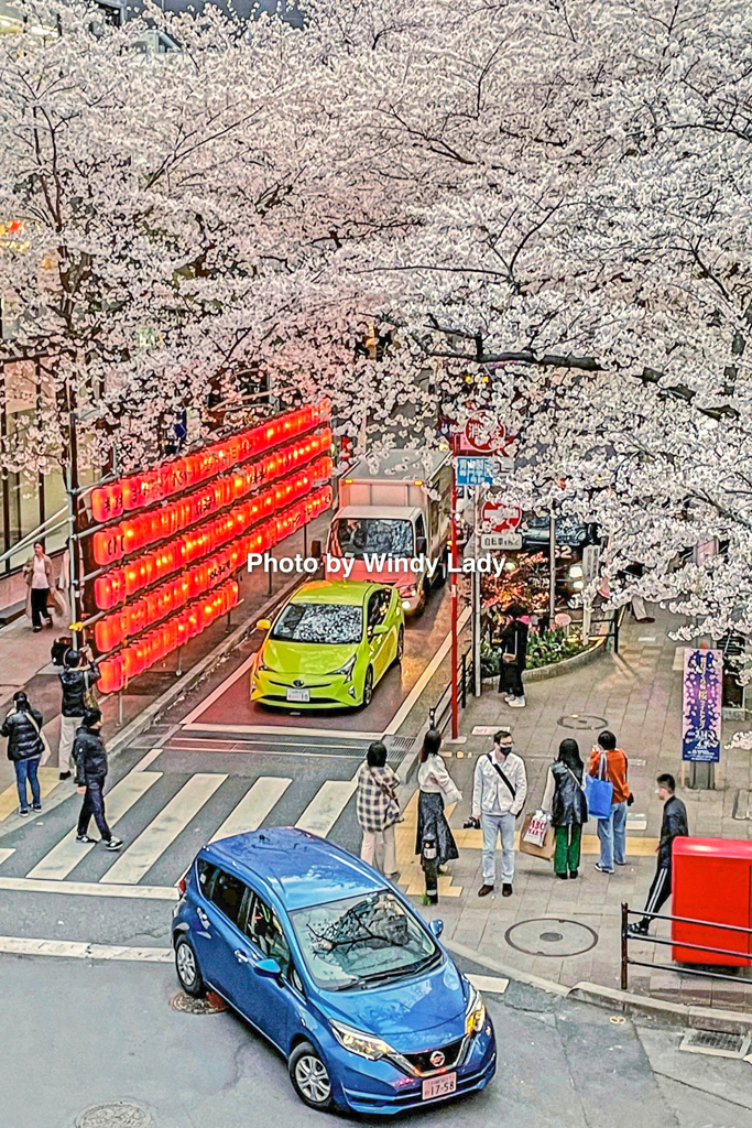 桜満開の下