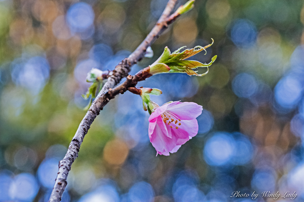 一輪の春色桜