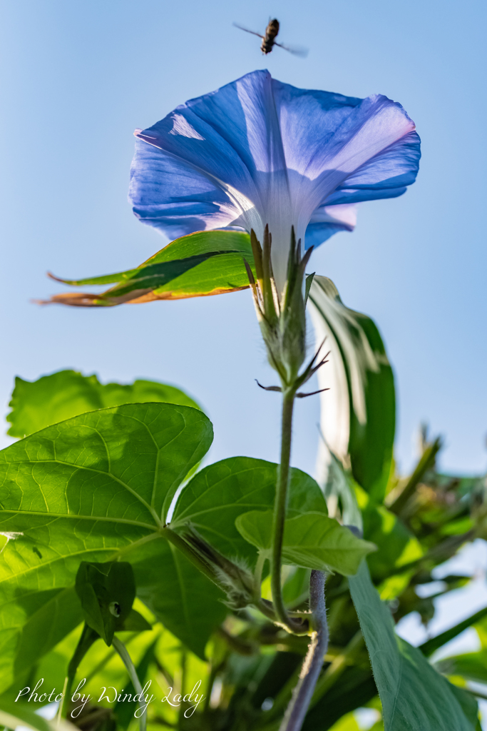Morning Glory