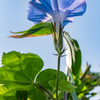 Morning Glory