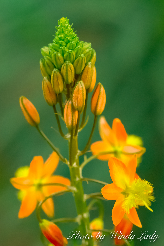 健康と復活が花言葉 By Windy Lady Id 写真共有サイト Photohito