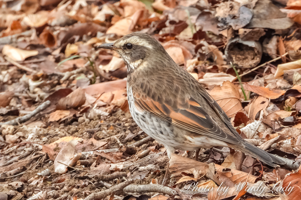 鳴かずば撃たれまい