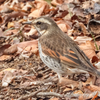 鳴かずば撃たれまい