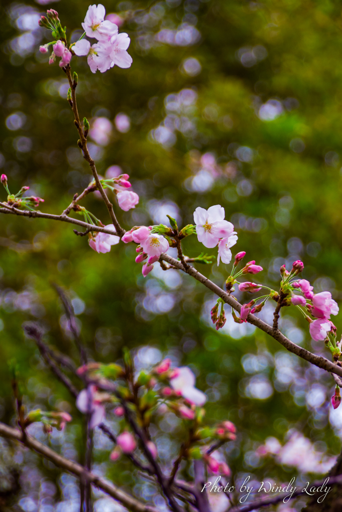 桜のなかりせば...