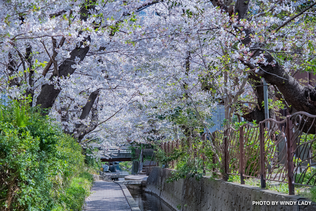 桜の森の満開の下