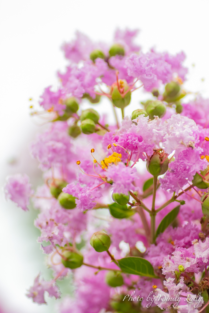 Crape myrtle