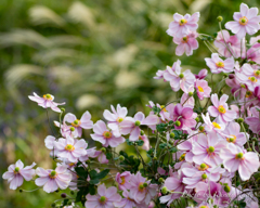 溢れるほどの花