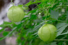 ぼんぼりのカーテン