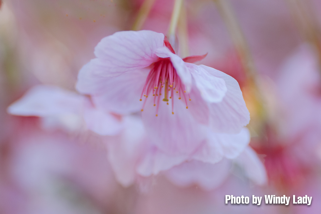 桜咲く中で