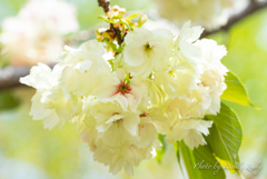 黄桜が満開