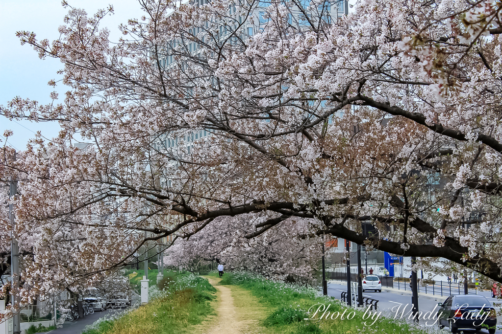 桜前線の後に