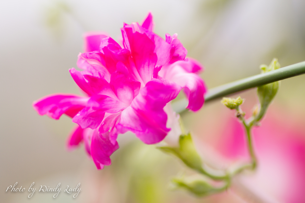 サンライズ・セレナーデ