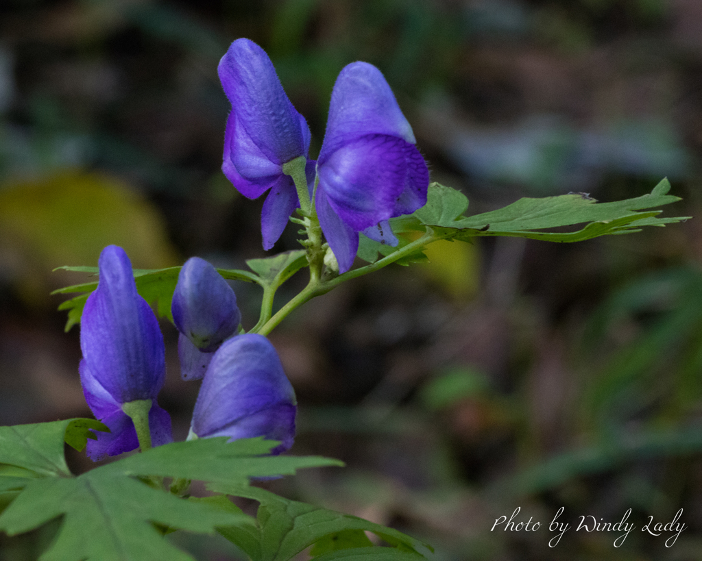 復讐と言う危険な花