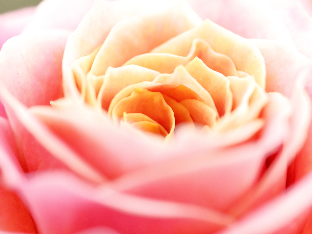 Rose Like...