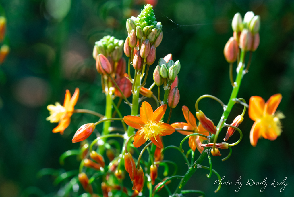 アフリカの線香花火