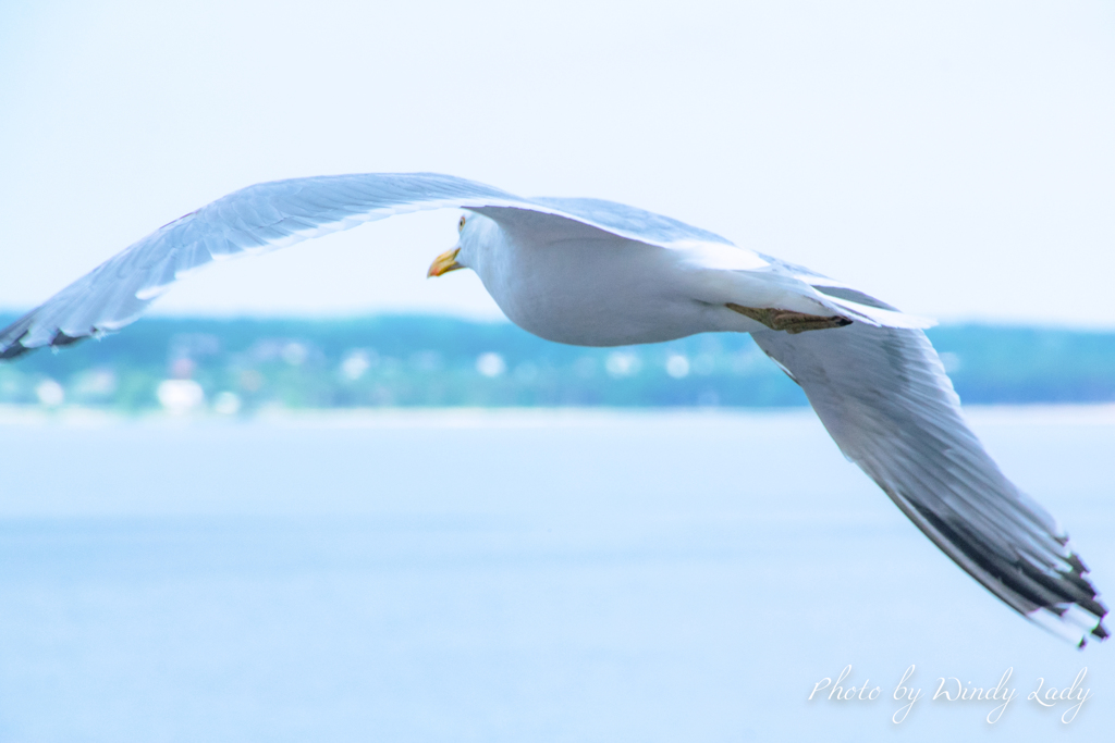 Seagull