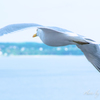 Seagull