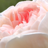 Dessert Rose