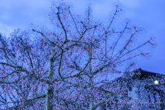 クリスタル桜