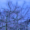 クリスタル桜